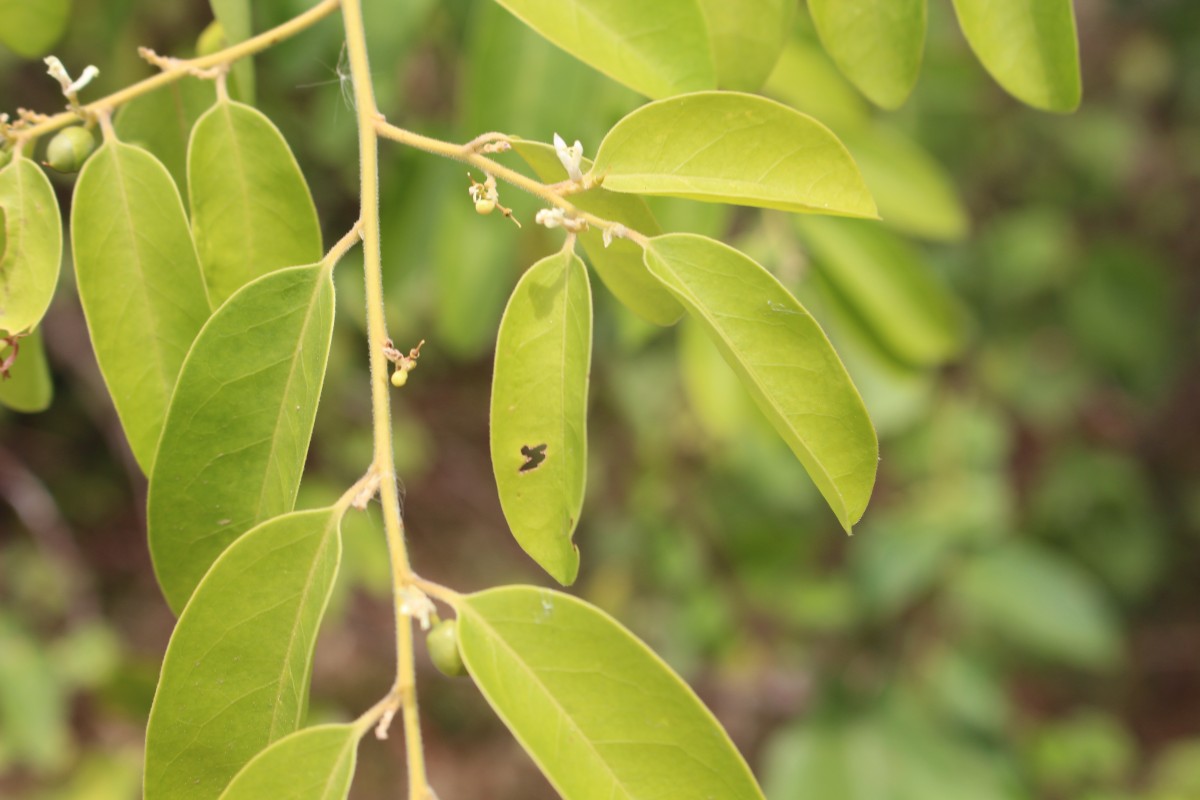 Olax scandens Roxb.